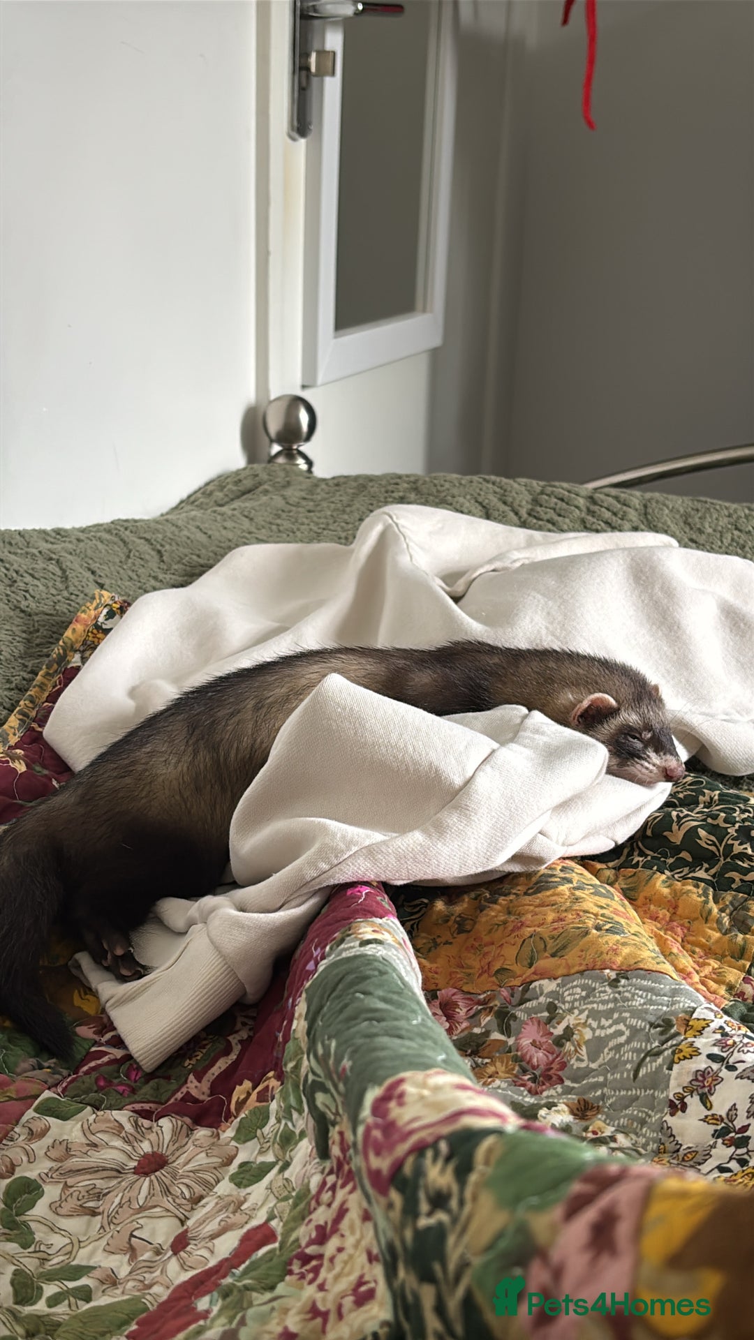 Ferret rodents for sale: 3-Month-Old Male Ferret with Full Setup  - Image 3