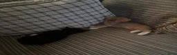 Mixed Breed cats for sale: 2 male kittens  - Advert 2