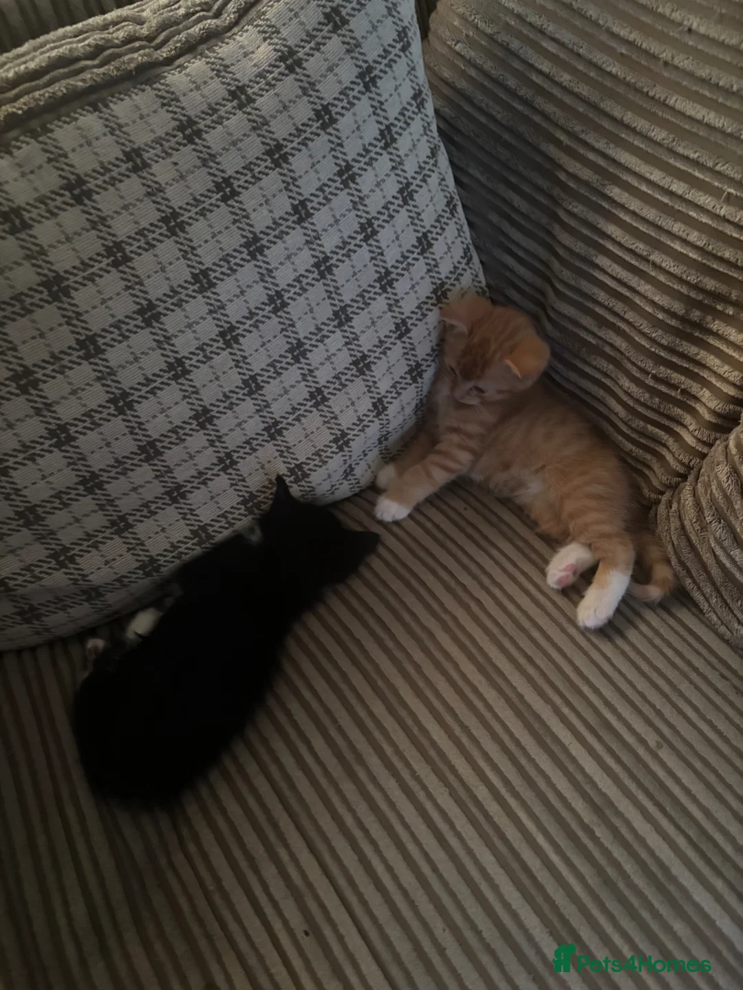 Mixed Breed cats for sale: 2 male kittens  - Advert 2