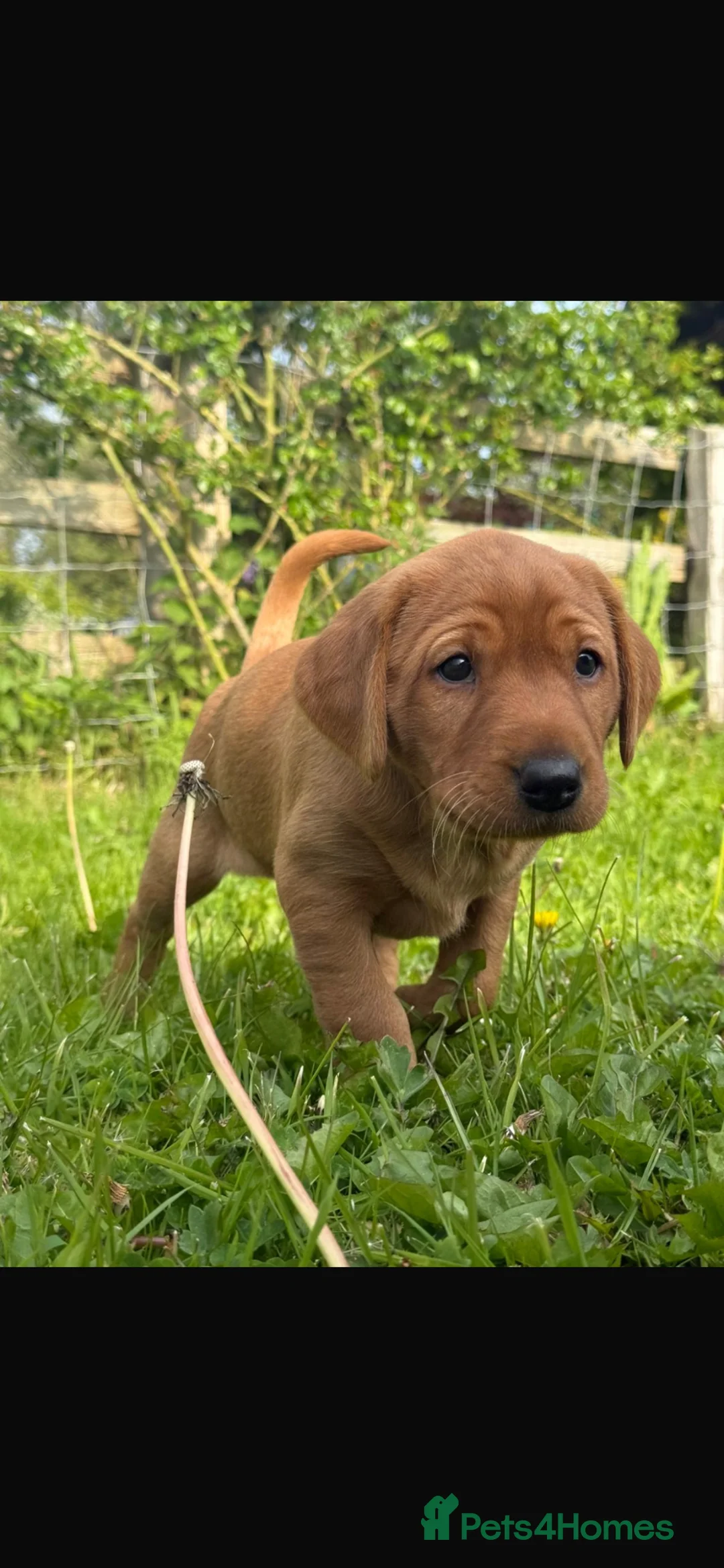 Labrador Retriever dogs for sale: KC registered, fully health tested Labrador Puppy - Advert 2