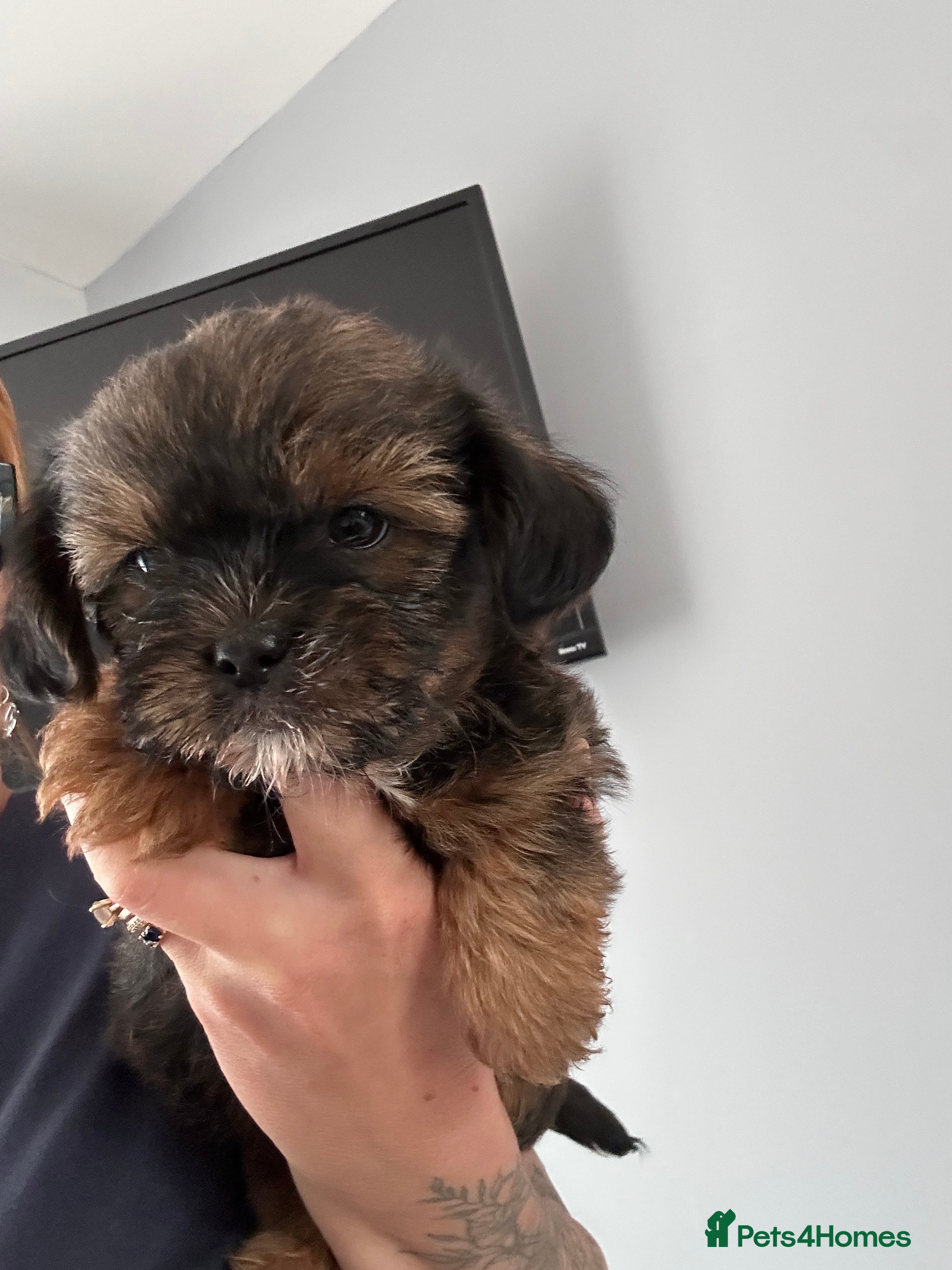 Shorkie dogs Shorkie  - Advert 2