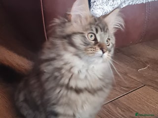 Maine Coon cats Beautiful Pedigree Mainecoons - Advert 14