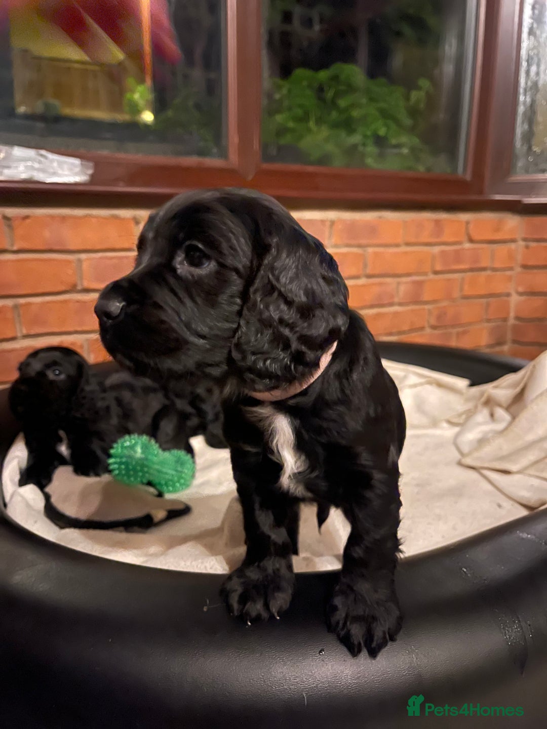 Sprocker dogs for sale: Male Sprocker spaniel puppies  - Advert 3
