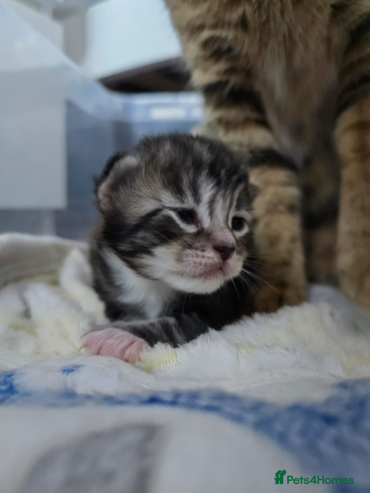 Mixed Breed cats Male black and white kitten for sale  - Advert 2