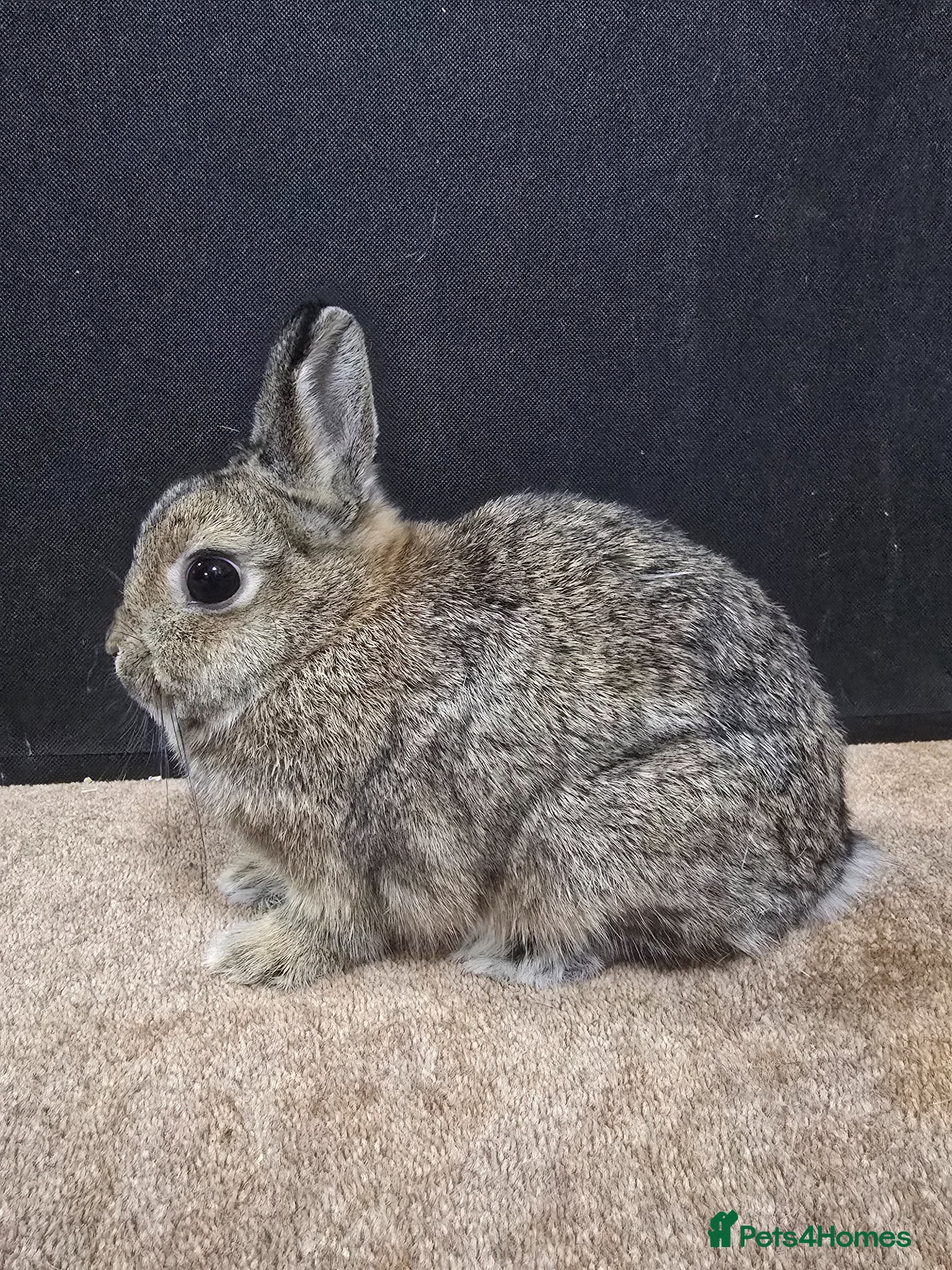 Netherland Dwarf rabbits for sale: Under 5 Agouti Netherland Dwarf in Doncaster - Advert 6