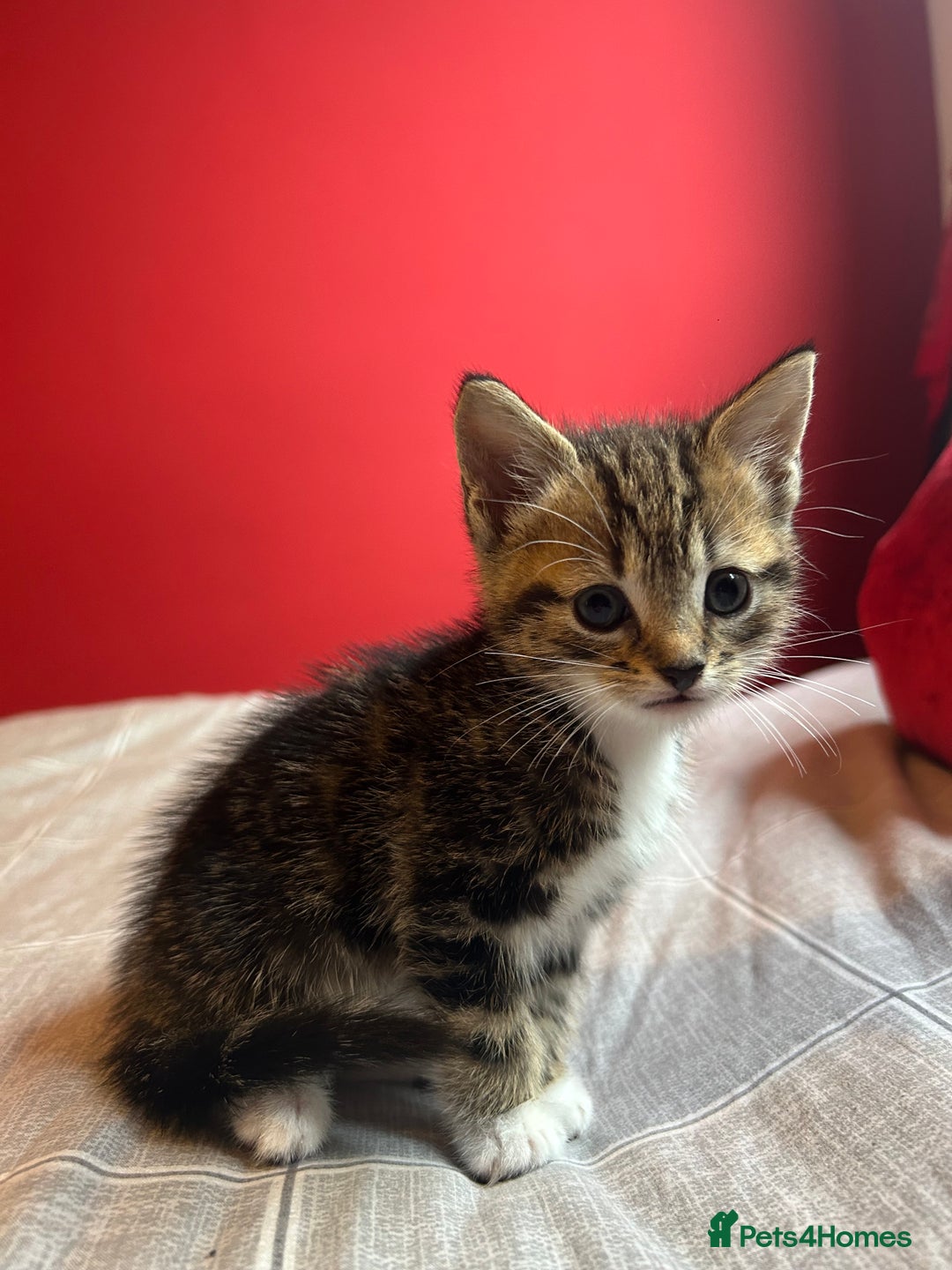 Domestic Shorthair cats for sale: 4 tabby kittens and 1 tuxedo kitten for sale! - Image 13