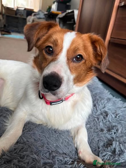 Mixed Breed dogs Gregory for adoption - Advert 3