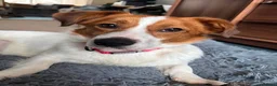 Mixed Breed dogs for adoption: Gregory for adoption in Leigh-on-Sea - Advert 1