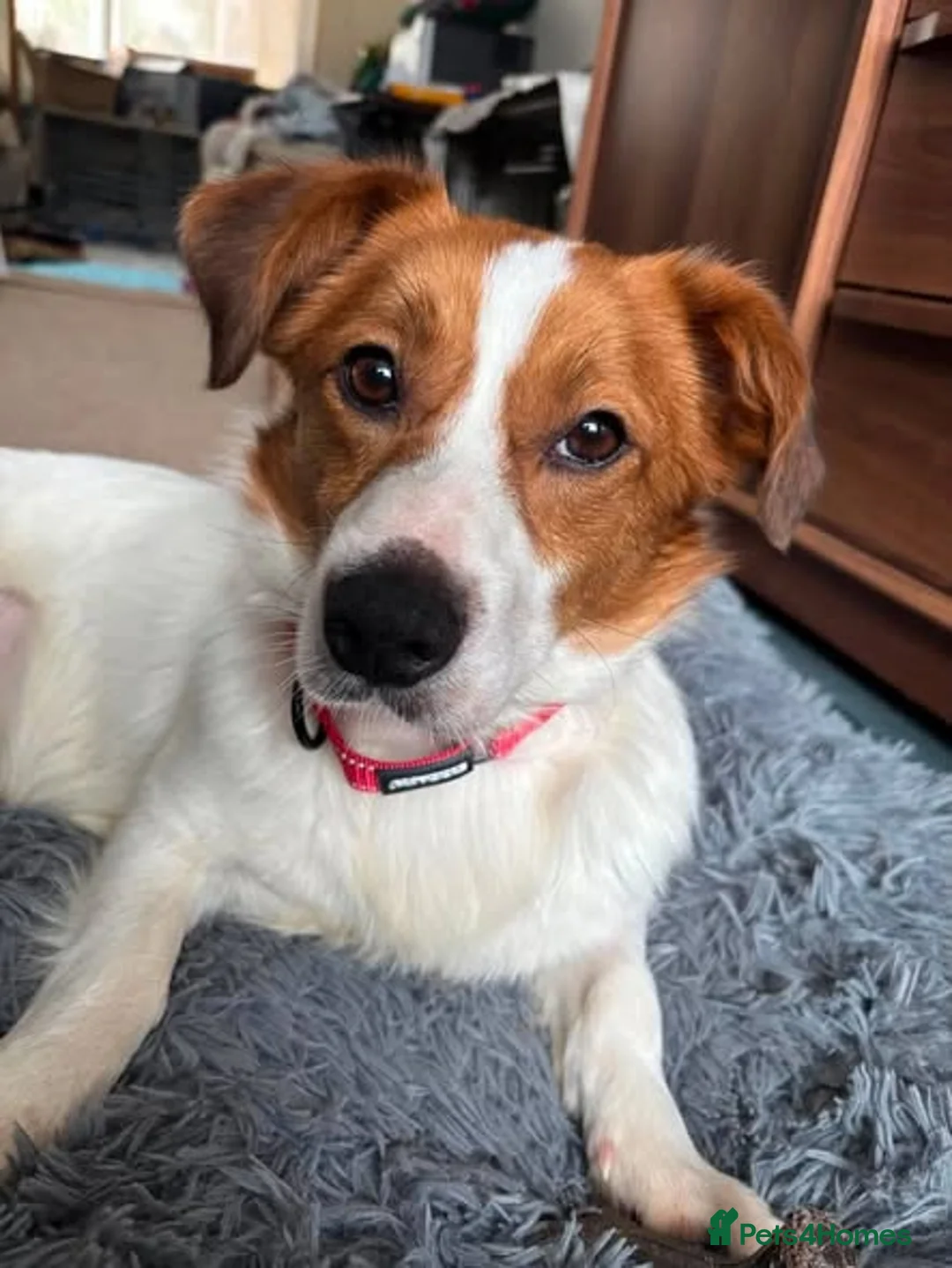 Mixed Breed dogs for adoption: Gregory for adoption in Leigh-on-Sea - Advert 1