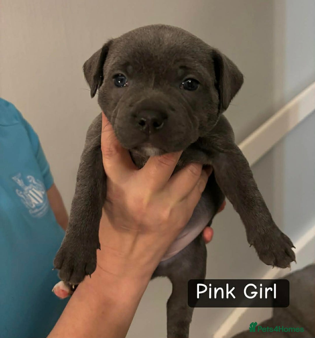 Staffordshire Bull Terrier dogs for sale: Staffordshire bull terrier puppies - Advert 3