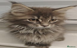 Maine Coon cats for sale: Beautiful Maine coon kittens - Image 21