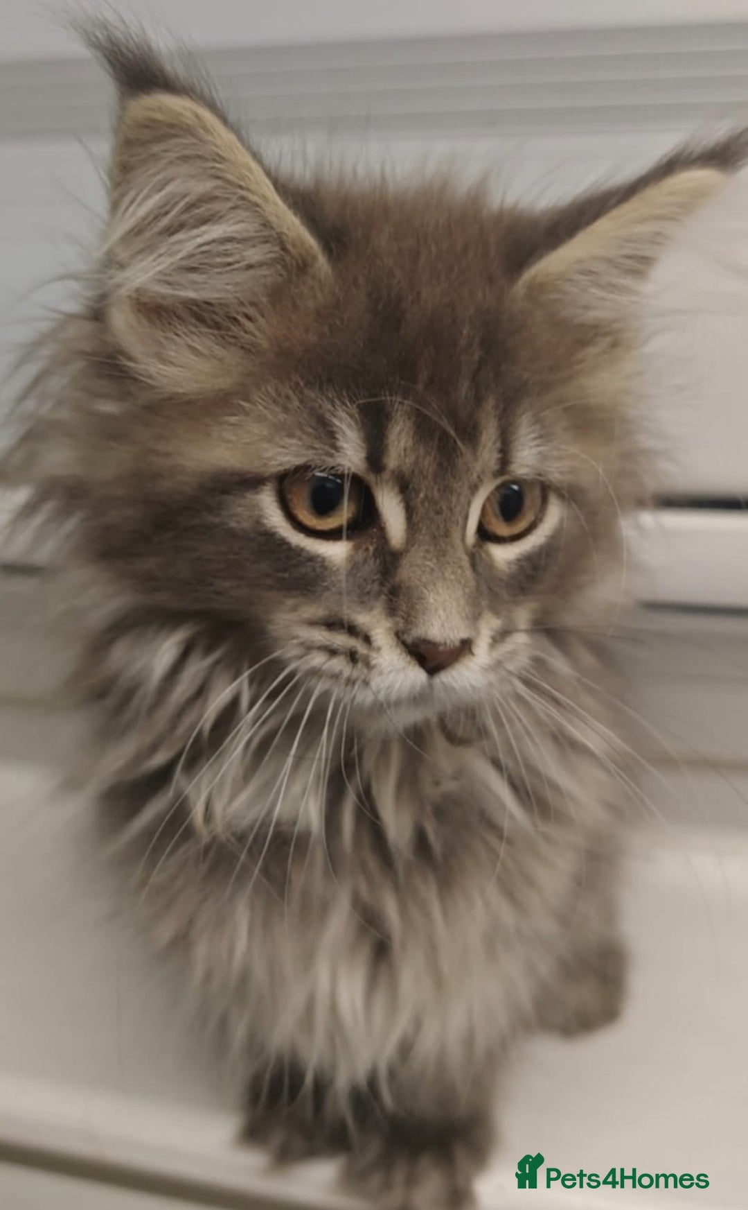 Maine Coon cats for sale: Beautiful Maine coon kittens - Image 21