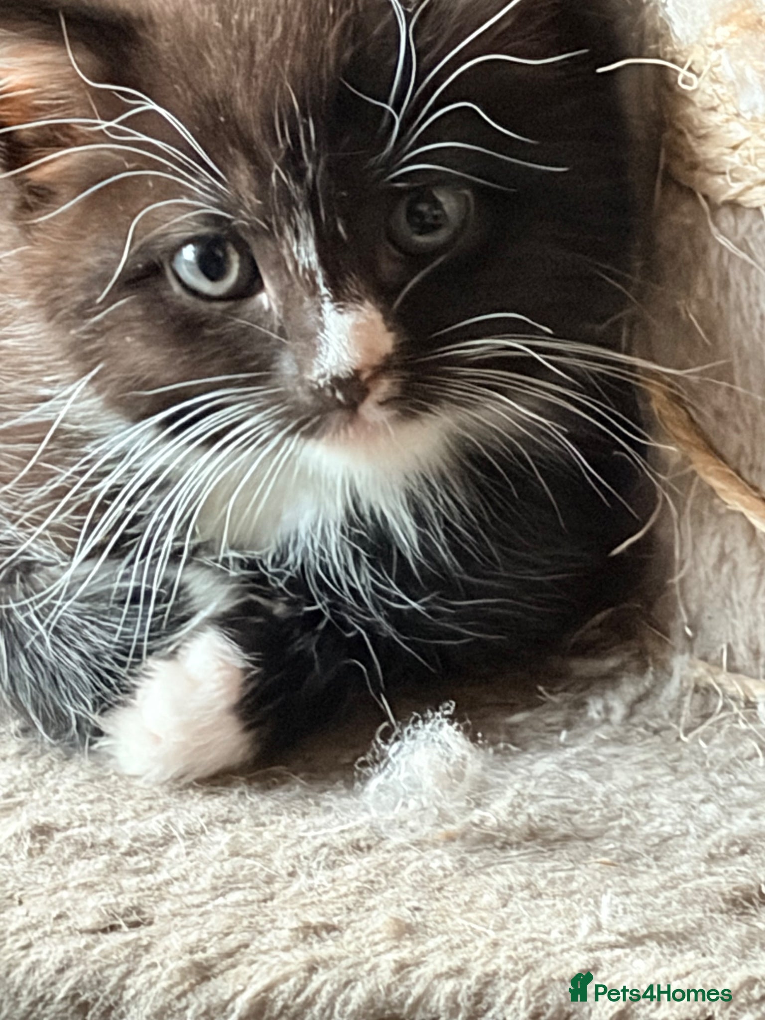 British Shorthair cats for sale: 2 Tuxedo kittens - Advert 1