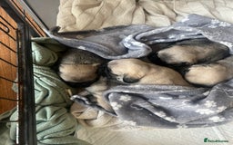 Pug dogs for sale: 1 pug (shug) who was reserved has became available - Image 9