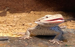 Bearded Dragon reptiles for sale: 1 year old female bearded dragon - Image 4