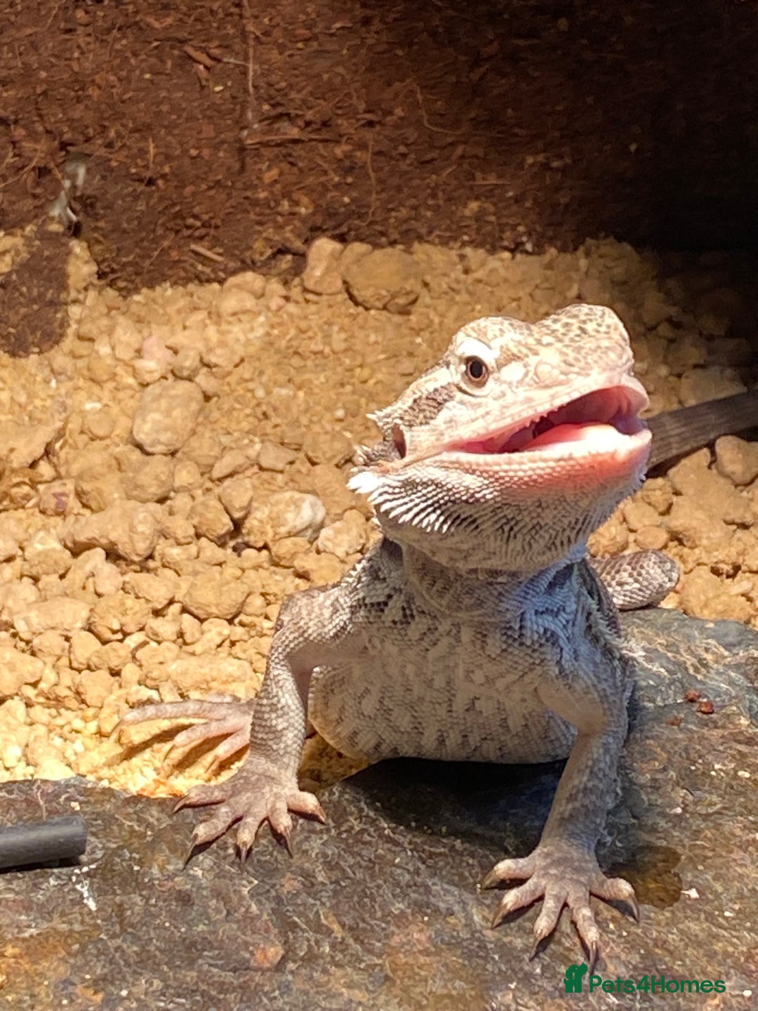 Bearded Dragon reptiles for sale: 1 year old female bearded dragon - Image 4