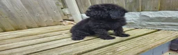 Cockapoo dogs for sale: Cockapoo F2  2x Girls Left - Advert 9
