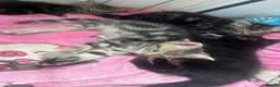 Mixed Breed cats for sale: Reduced kittens need gone asap to a loving home  - Advert 9