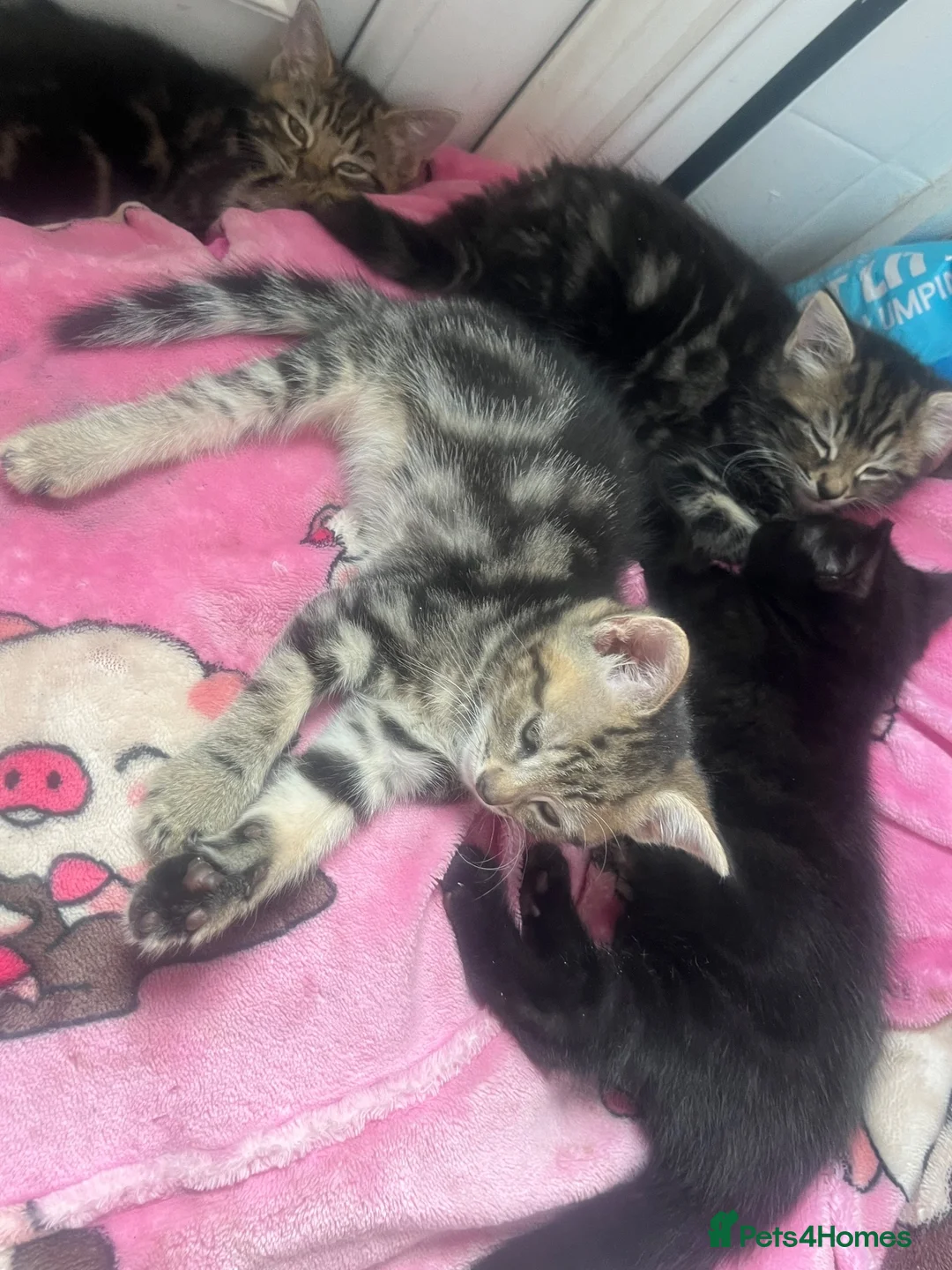 Mixed Breed cats for sale: Reduced kittens need gone asap to a loving home  - Advert 9