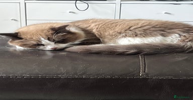 Ragdoll cats - Advert 2