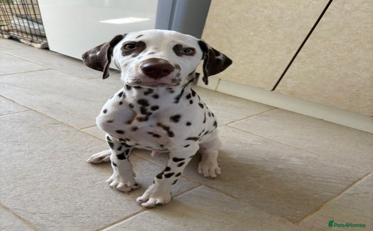 Dalmatian dogs - Advert 1
