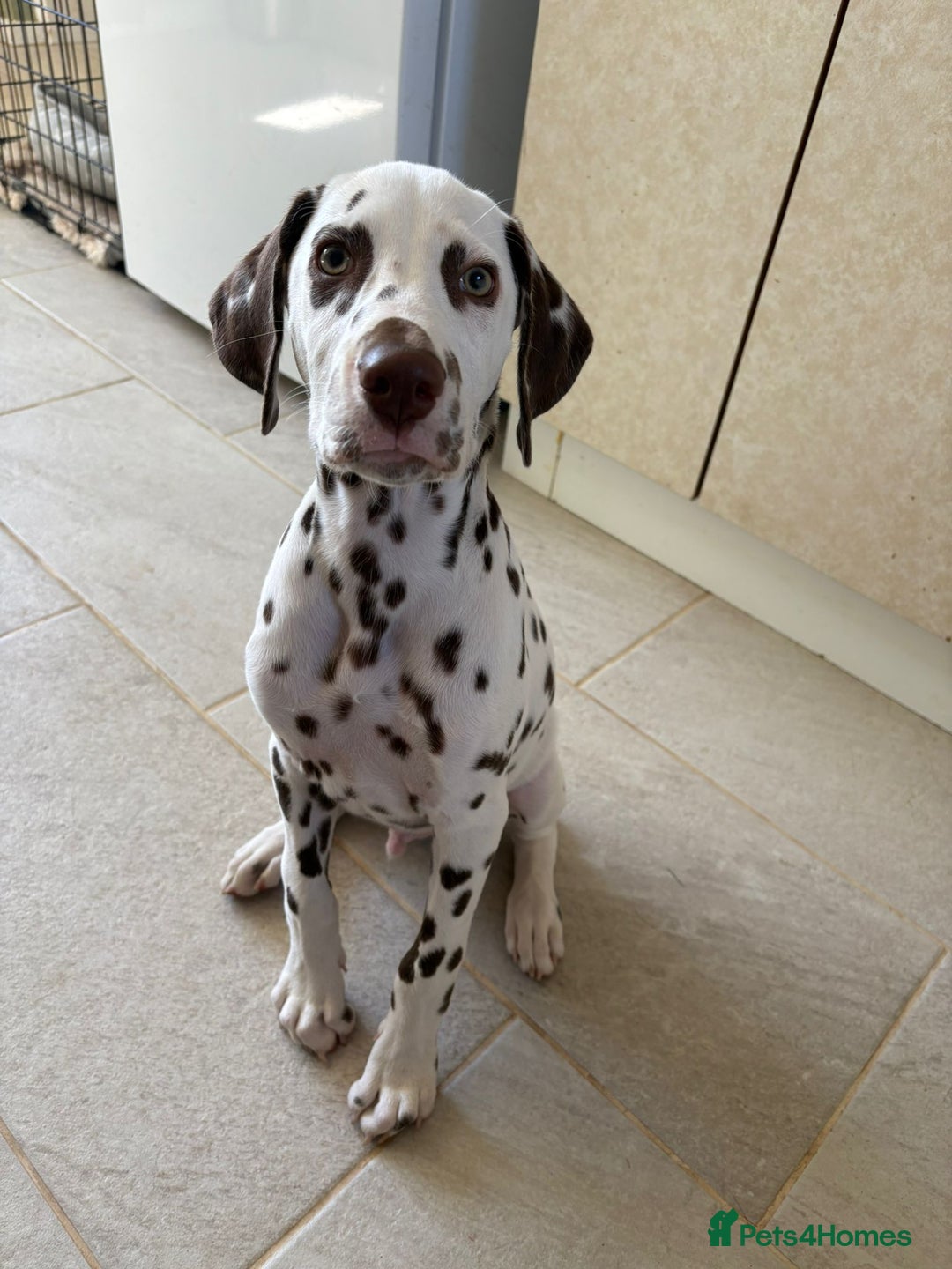 Dalmatian dogs for sale: Gorgeous Liver spot Dalmatian puppy  - Image 8