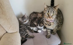 British Shorthair cats for sale: British Short-hair kittens - Image 2