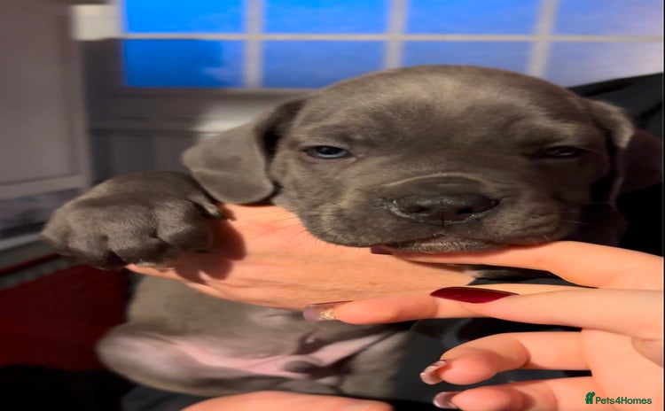 Cane Corso dogs - Advert 3