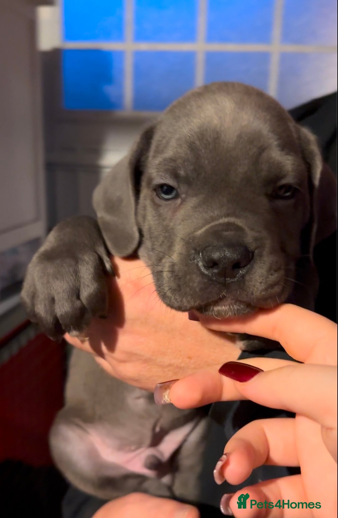 Cane Corso dogs for sale: Elite Champion Bloodline Cane Corso puppies - Image 1