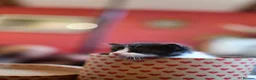 Mixed Breed cats for sale: B&W Kitten looking 4 home  - Advert 16