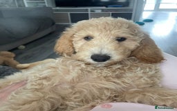Labradoodle dogs for sale: Female standard Labradoodle puppy - Image 3