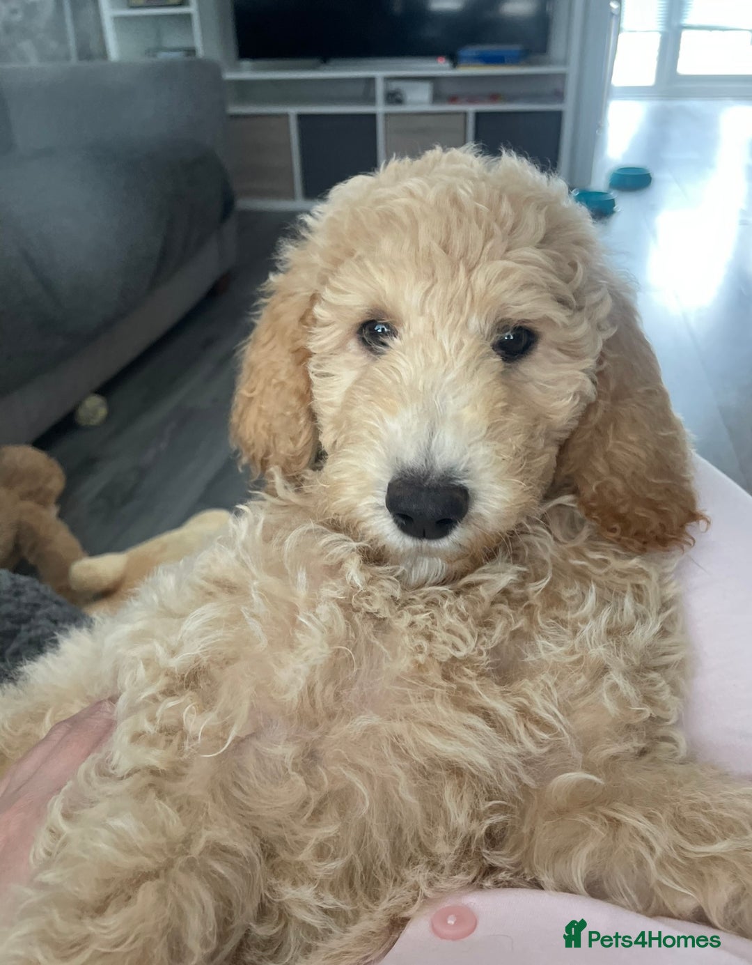 Labradoodle dogs for sale: Female standard Labradoodle puppy - Image 3