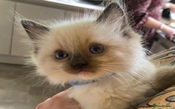 Ragdoll cats for sale: Ragdolls kittens  - Image 5