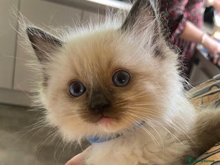 Ragdoll cats - Advert 1