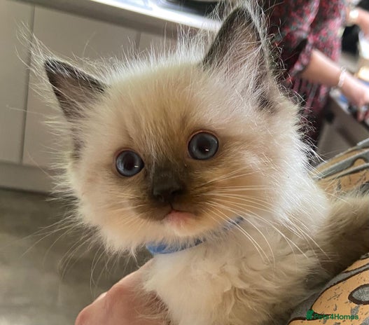 Ragdoll cats - Advert 4