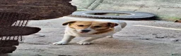 Mixed Breed dogs for adoption: 🧡🐾 LALA – A SENSITIVE GIRL FOR A LOVING HOME🐾🧡 in Nottingham - Advert 12