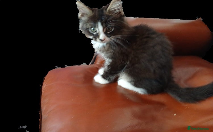 Maine Coon cats - Advert 15