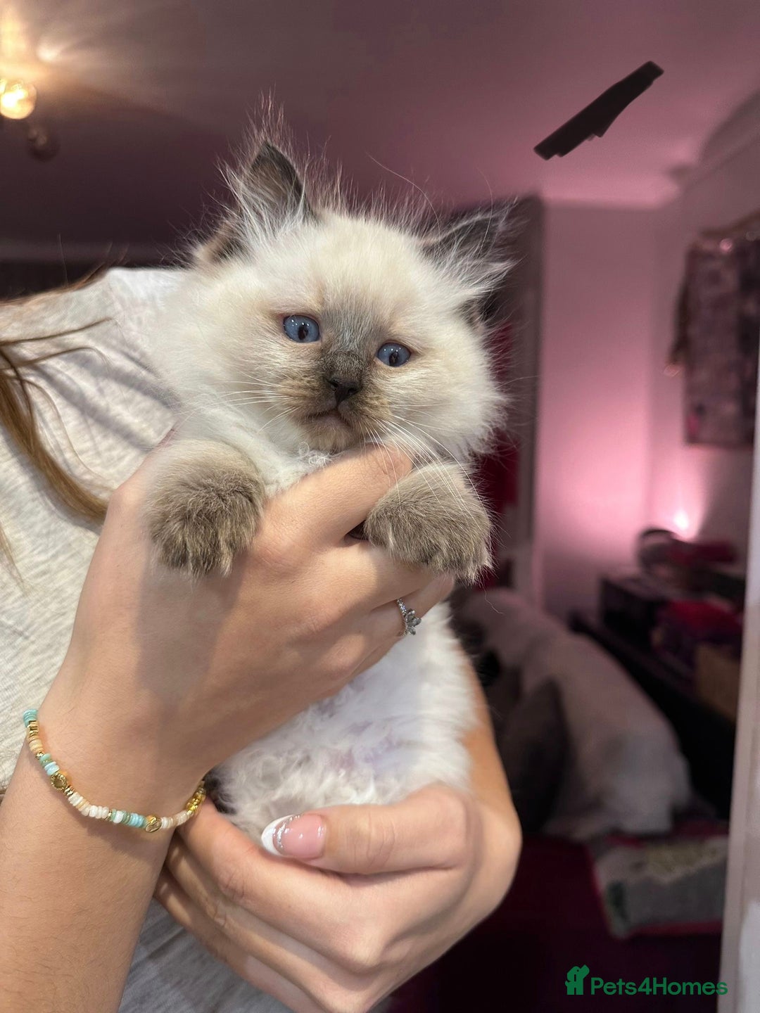 Ragdoll cats for sale: Ragdoll kittens available for sale - Advert 5