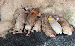 Mini Goldendoodle dogs for sale: Stunning F1 Mini Goldendoodles  - Image 2