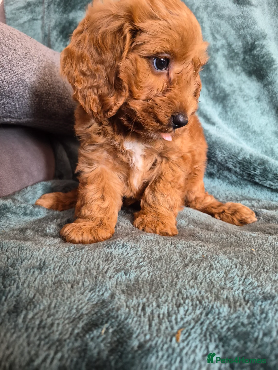 Cocker Spaniel dogs for sale: Cocker Spaniel pups - Advert 12