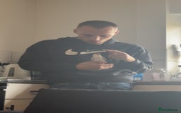 Parrots birds for sale: Pair dna sexed quaker parrots - Image 6