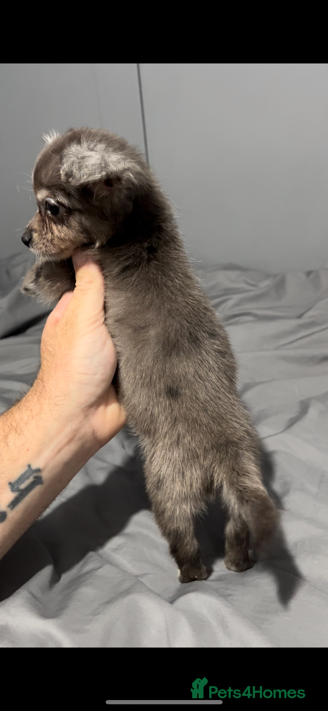 Mixed Breed dogs for sale: Gorgeous litter of Jack x chi pups  - Image 7