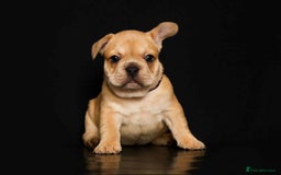 French Bulldog dogs for sale: kc registered french bulldogs - Image 7