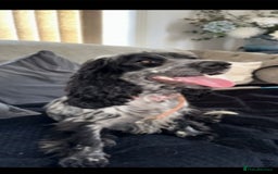 Cocker Spaniel dogs for sale: 2 YEAR OLD KC REG SHOW-COCKER SPANIAL BITCH  - Image 8