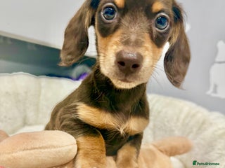 Miniature Dachshund dogs 🩷🌟Beautiful Fluffy KC chocolate and cream 🩷 - Advert 1