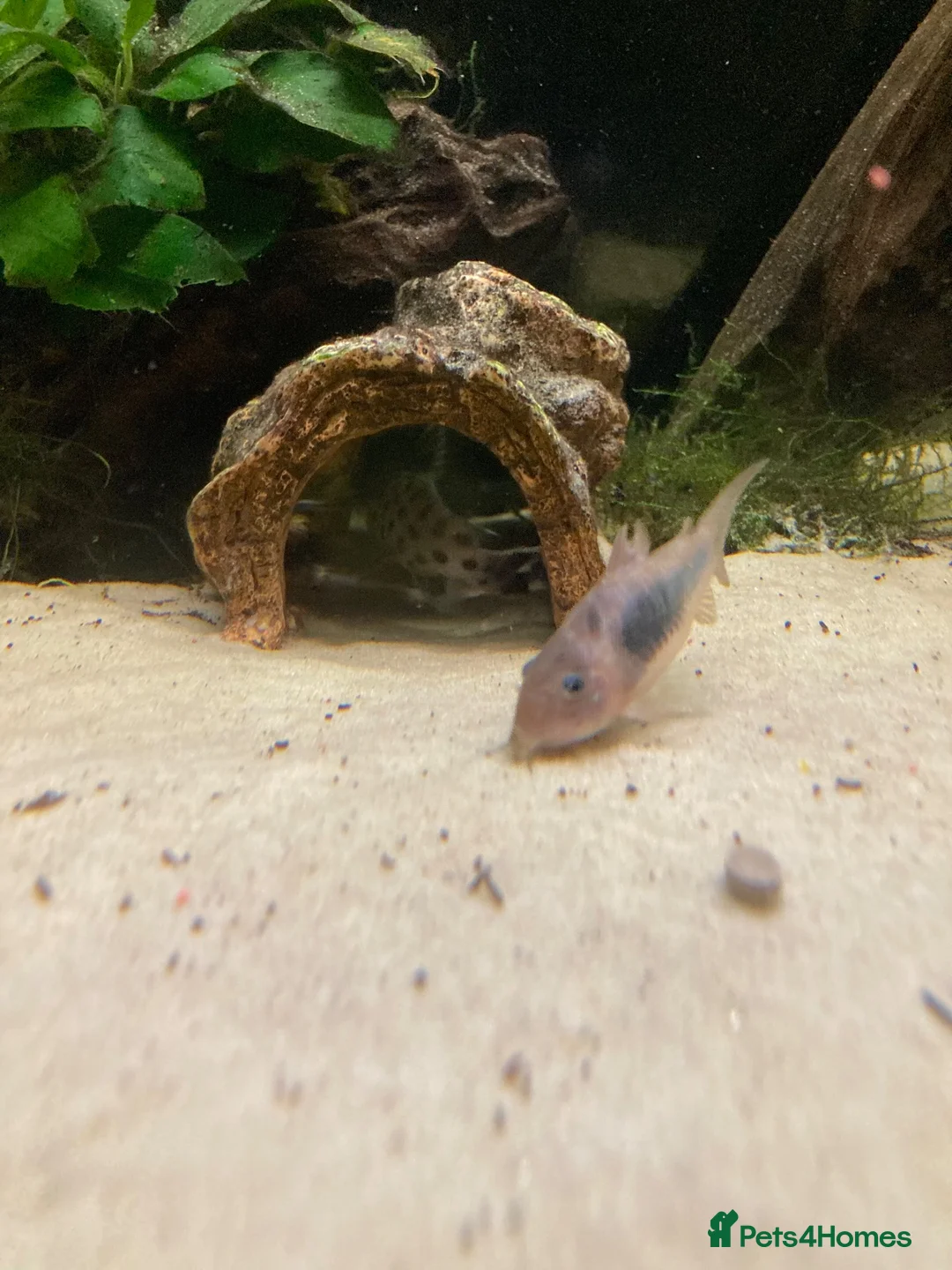Plecos fish for sale: Aqua one 230litre tank and stand in Nuneaton - Advert 2