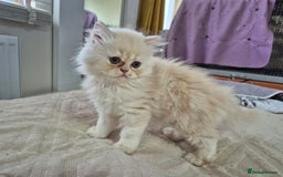 Persian cats for sale: Adorable Female Chinchilla Persian - ready now - Image 15