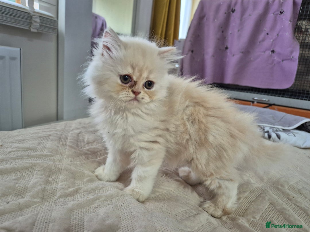 Persian cats for sale: Adorable Female Chinchilla Persian - ready now - Image 15