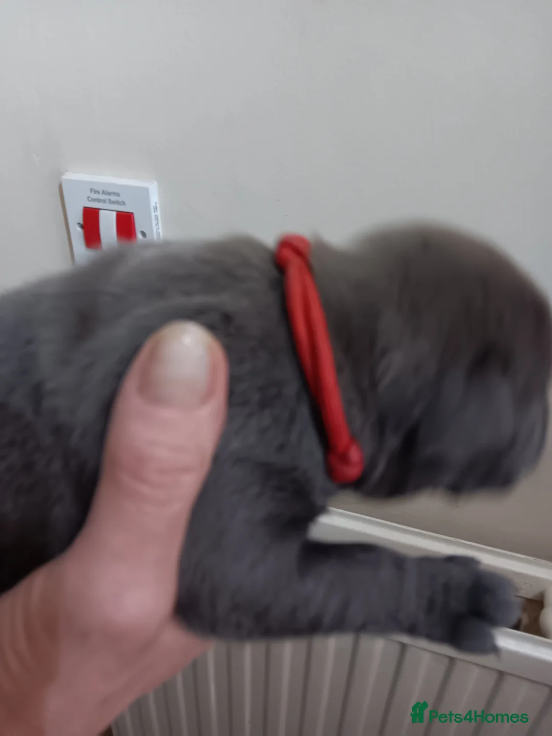 Staffordshire Bull Terrier dogs for sale: Blue Staffordshire bull terrier puppies  in Great Yarmouth - Advert 2