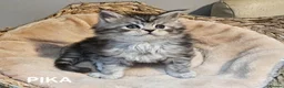 Maine Coon cats for sale: Beautiful Registered Maine Coon kittens  - Advert 19